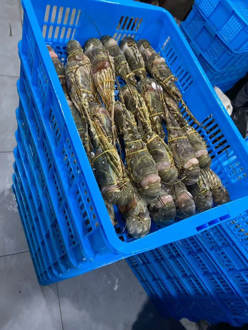 冻小青龙，全规格有货