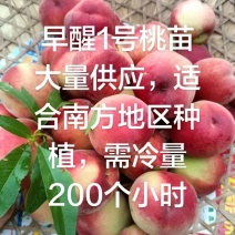 早醒1号桃苗特早质优