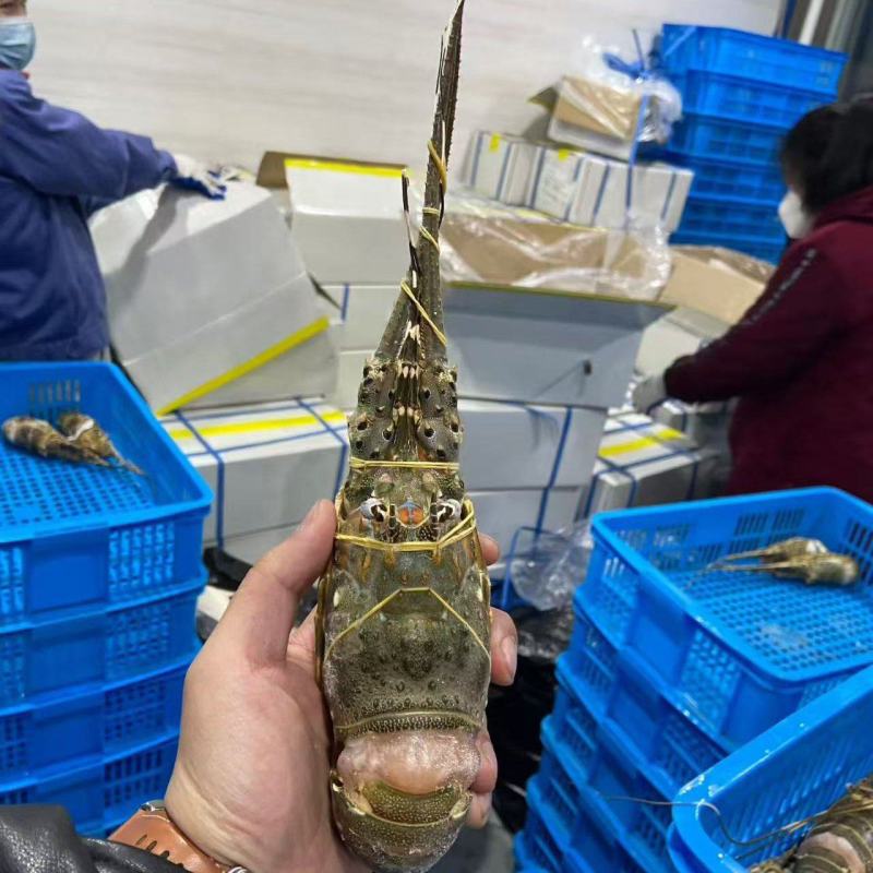 冻小青龙，全规格有货