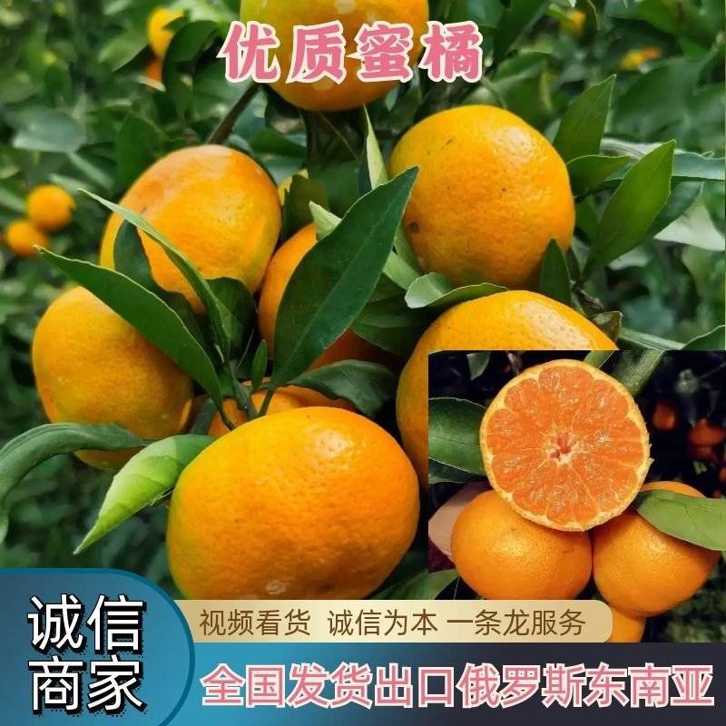 【蜜橘】大量上市对接市场渠道商超出口俄罗斯和中亚