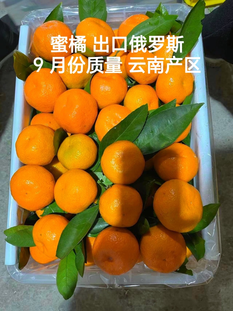 【蜜橘】大量上市对接市场渠道商超出口俄罗斯和中亚