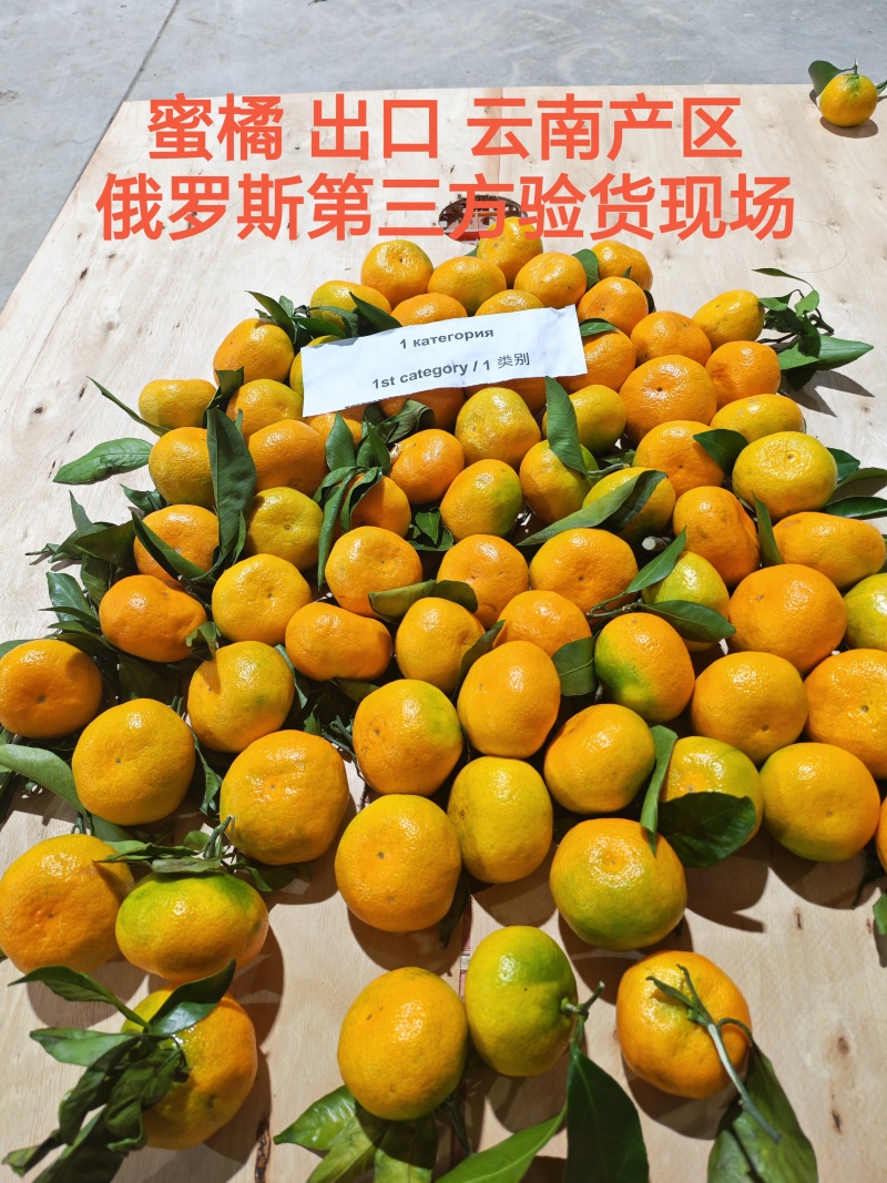 【蜜橘】大量上市对接市场渠道商超出口俄罗斯和中亚
