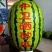 【金花西瓜】金花1号/金花6号/宁夏西瓜/硒砂瓜石缝瓜