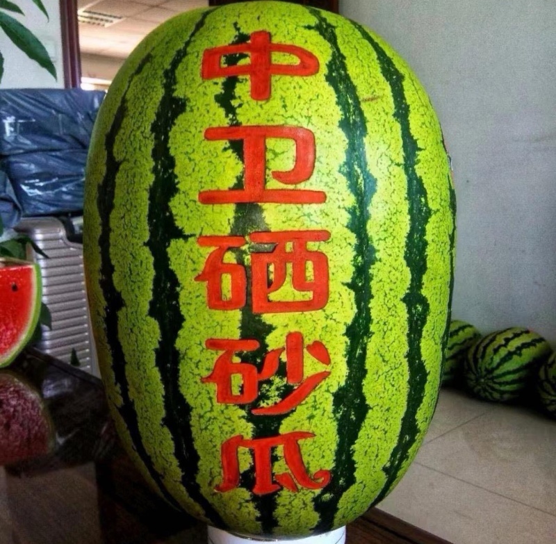 【金花西瓜】金花1号/金花6号/宁夏西瓜/硒砂瓜石缝瓜
