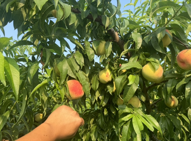现在毛桃