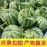 甘肃无仔美都西瓜/无籽美都西瓜/大量上市/对接超市全国