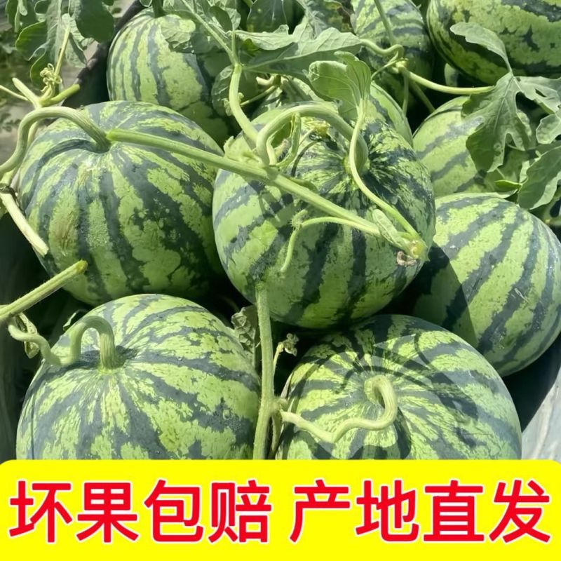 甘肃无仔美都西瓜/无籽美都西瓜/大量上市/对接超市全国