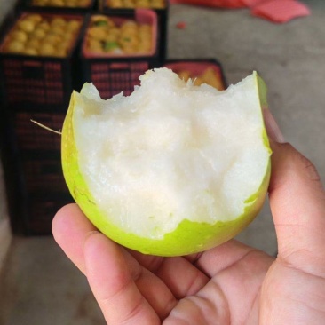 皇冠梨，翠冠梨，翠冠梨，果肉细腻，口感脆甜，保质保量
