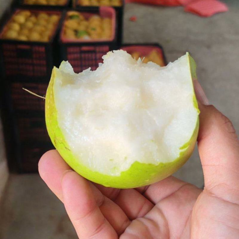 皇冠梨，翠冠梨，翠冠梨，果肉细腻，口感脆甜，保质保量