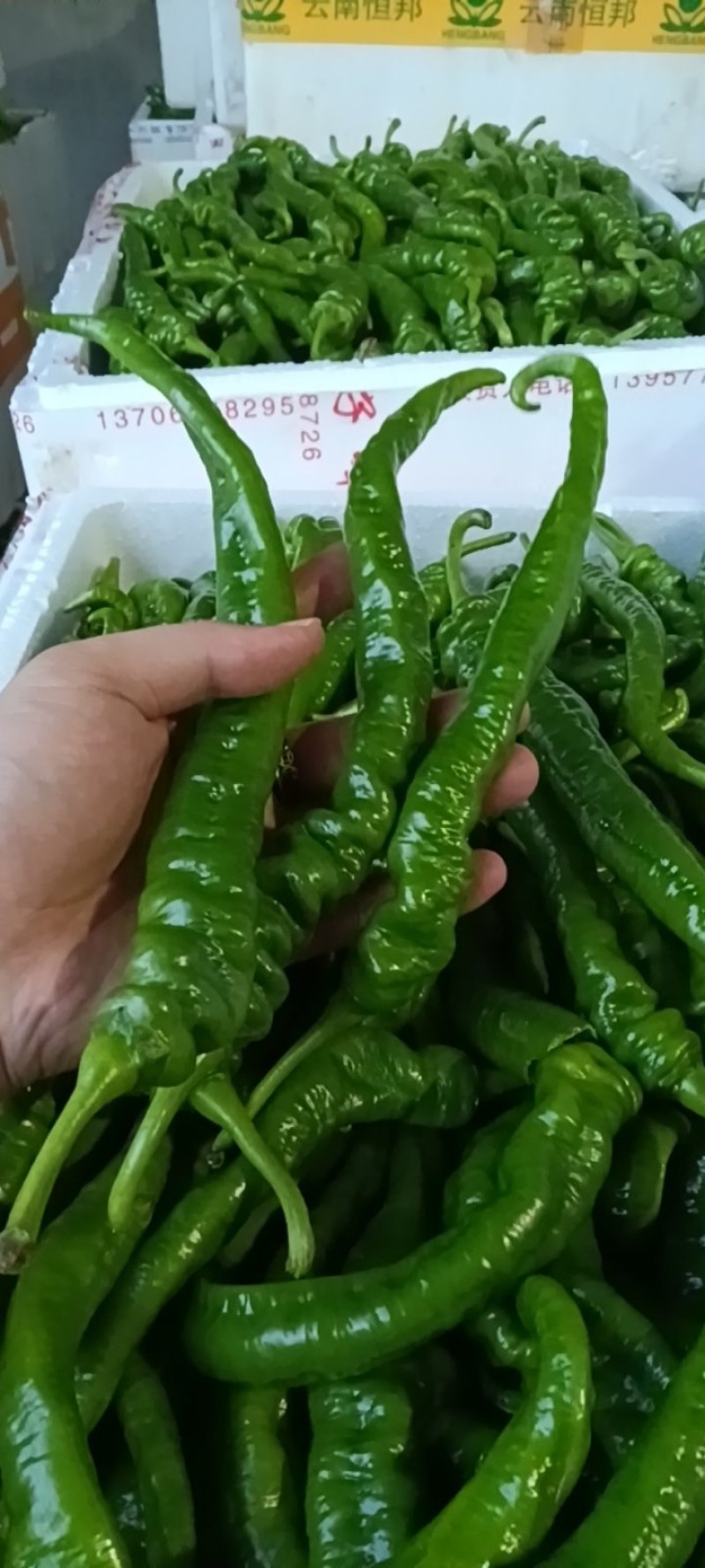 螺丝椒