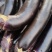 茄子紫把茄子