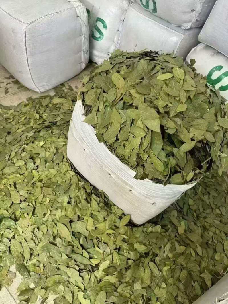 特绿香叶
