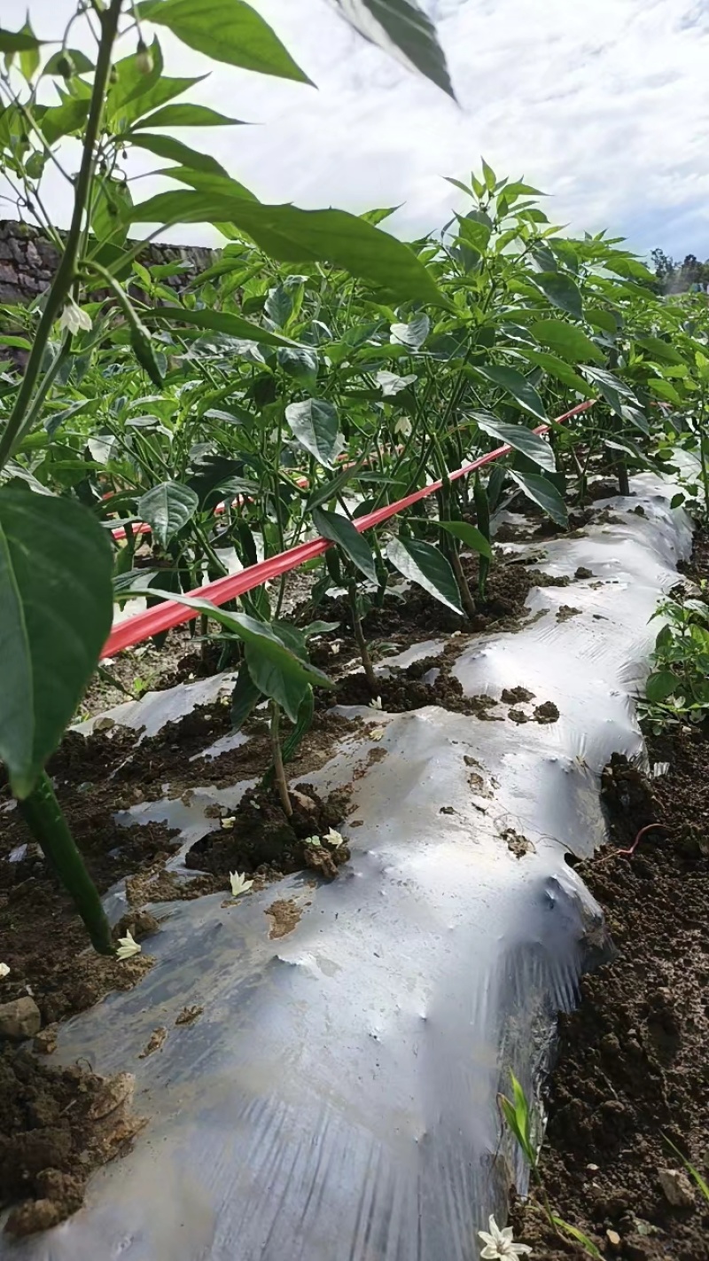 贵州高山辣椒，55号，软香辣，2307，3号线椒，7号线