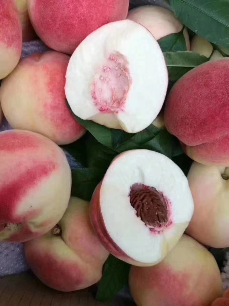 北京八号水蜜桃