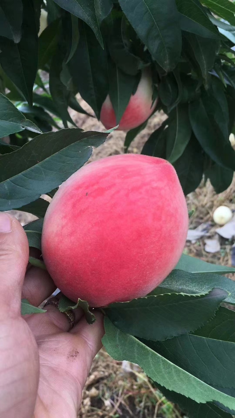 北京八号水蜜桃