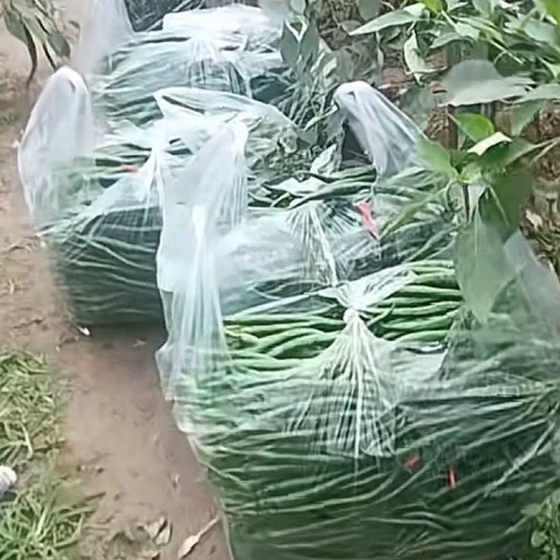 新鲜二荆条线椒微辣荆条现摘辣椒薄皮青线农家尖椒青椒长线椒