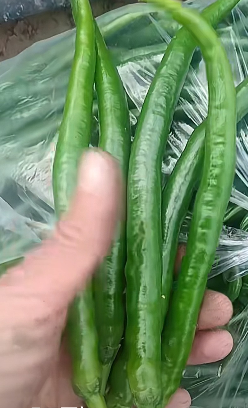 新鲜二荆条线椒微辣荆条现摘辣椒薄皮青线农家尖椒青椒长线椒