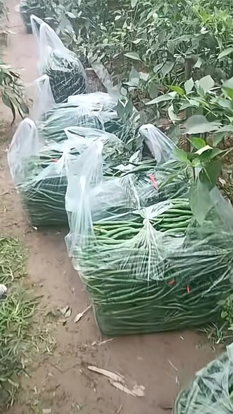 新鲜二荆条线椒微辣荆条现摘辣椒薄皮青线农家尖椒青椒长线椒
