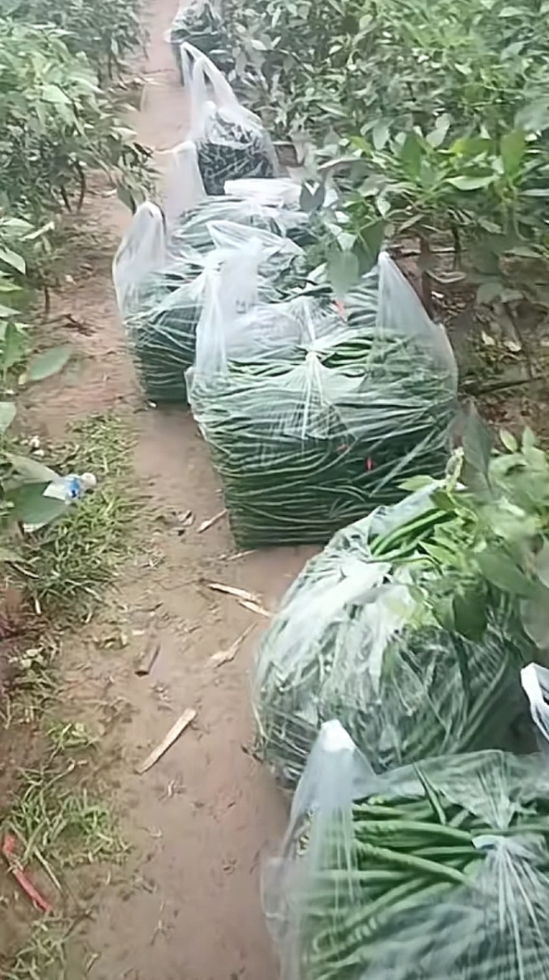 新鲜二荆条线椒微辣荆条现摘辣椒薄皮青线农家尖椒青椒长线椒