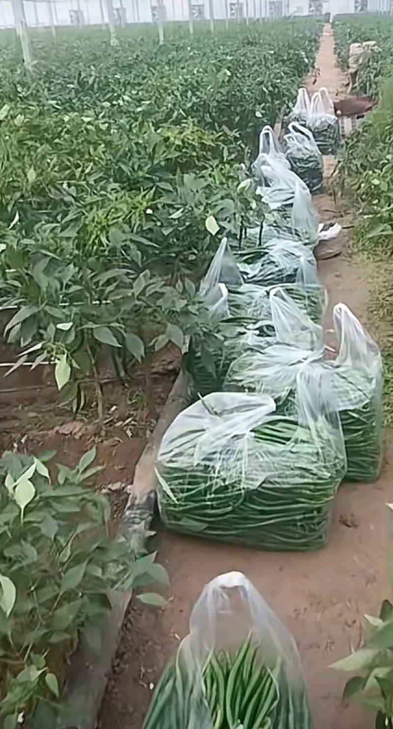 新鲜二荆条线椒微辣荆条现摘辣椒薄皮青线农家尖椒青椒长线椒