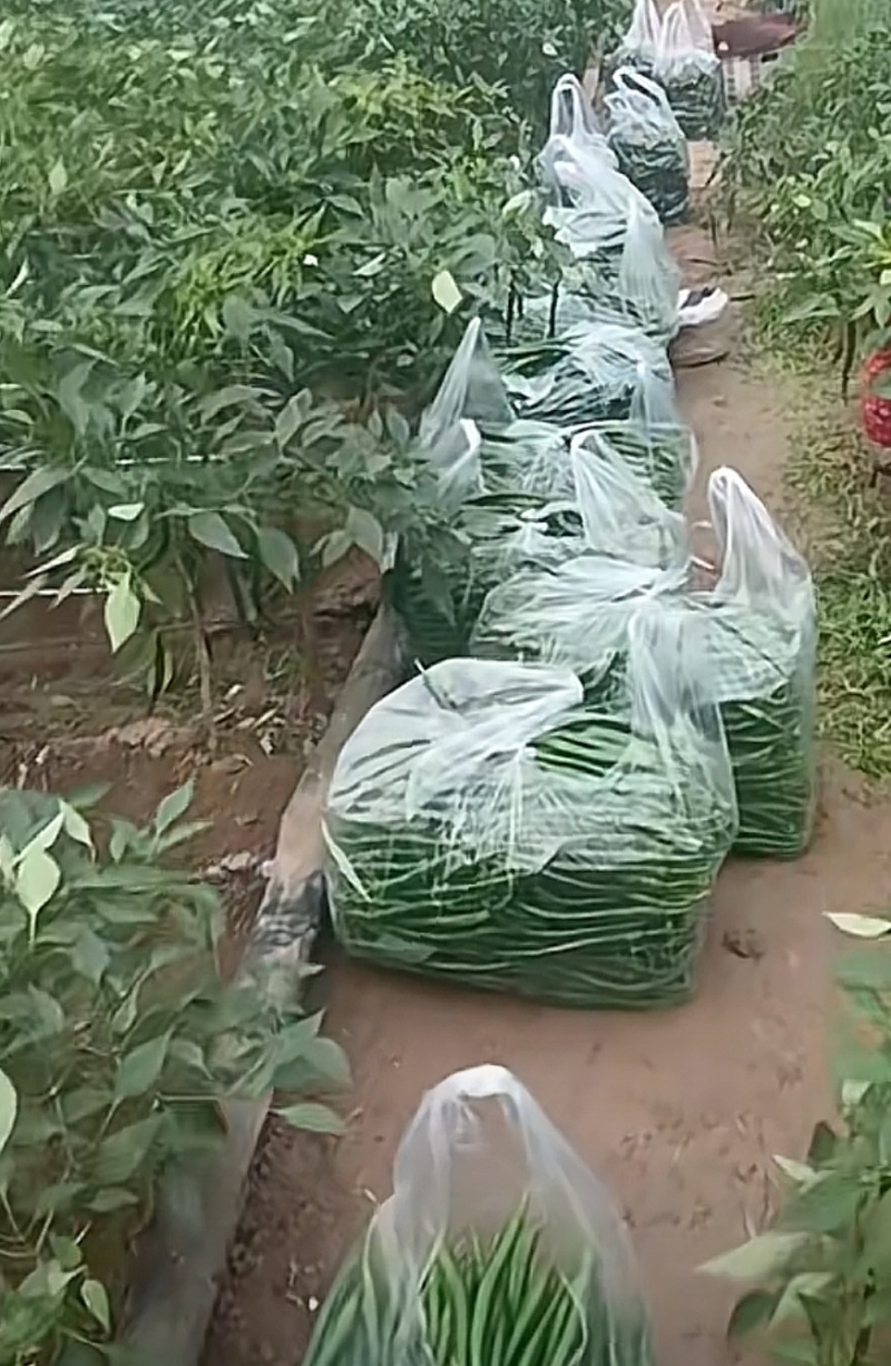 新鲜二荆条线椒微辣荆条现摘辣椒薄皮青线农家尖椒青椒长线椒