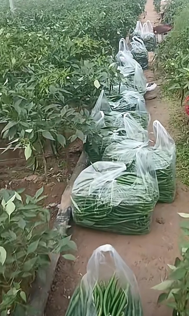 新鲜二荆条线椒微辣荆条现摘辣椒薄皮青线农家尖椒青椒长线椒