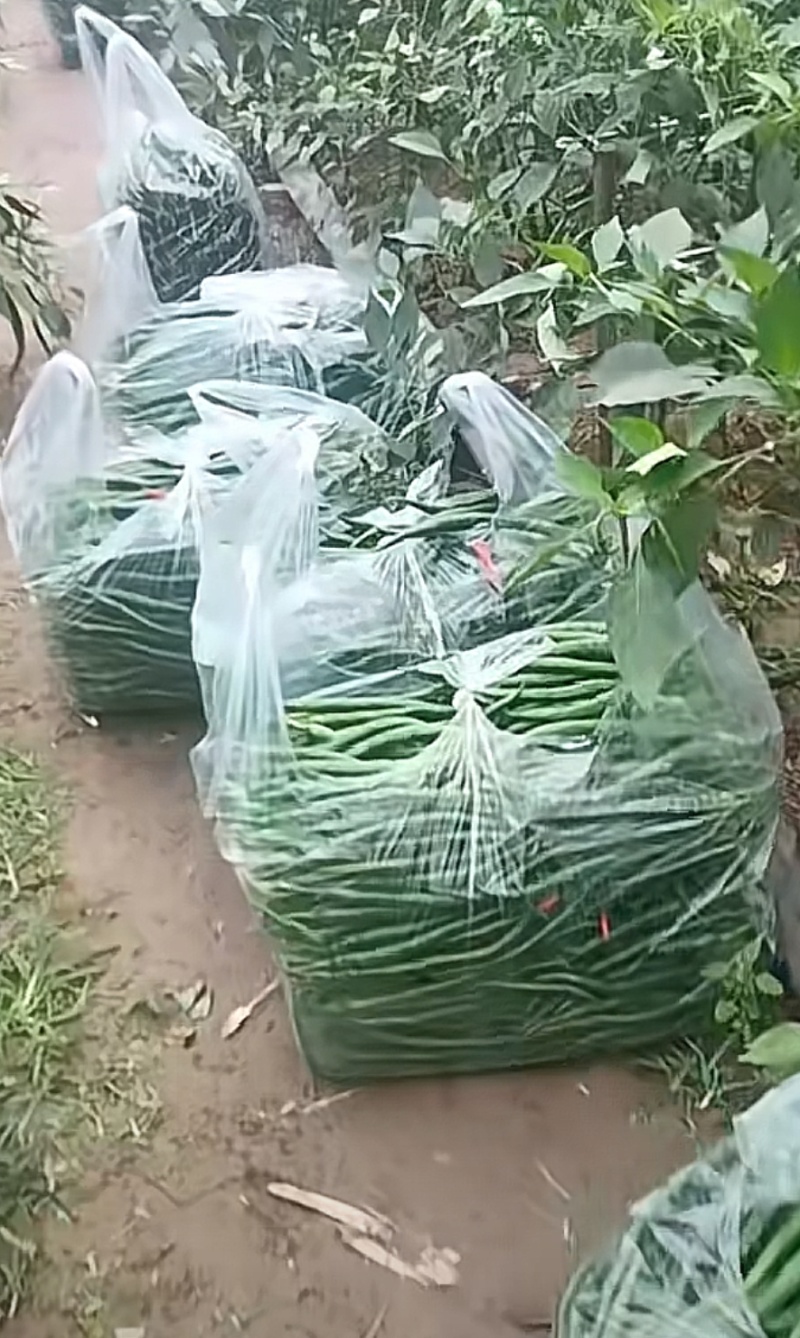 新鲜二荆条线椒微辣荆条现摘辣椒薄皮青线农家尖椒青椒长线椒