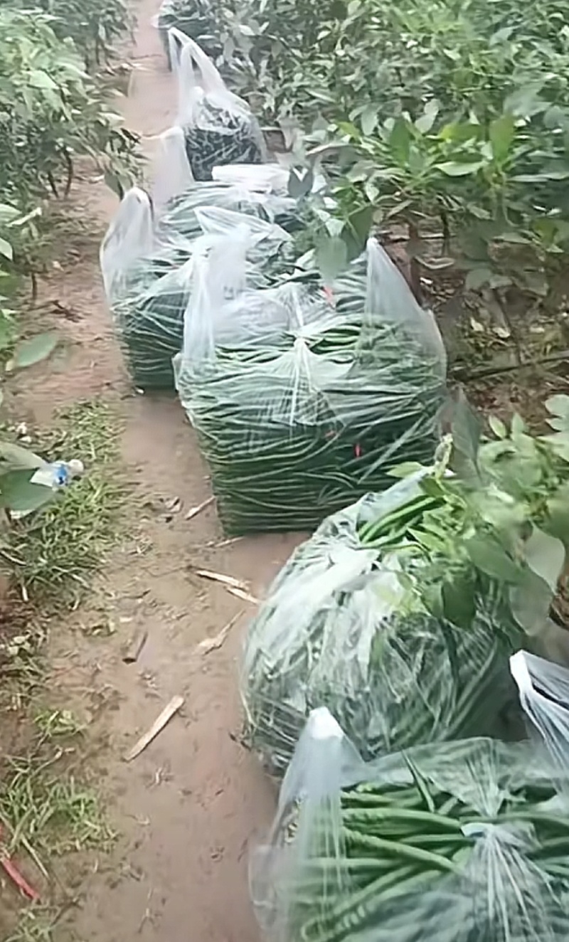 新鲜二荆条线椒微辣荆条现摘辣椒薄皮青线农家尖椒青椒长线椒