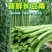 长豆角新鲜时令现摘长豆角新鲜长豇豆蔬菜嫩豆橛子现可腌制酸