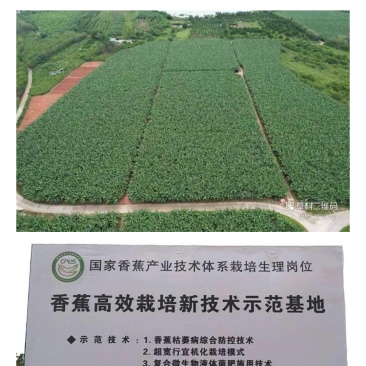 香蕉