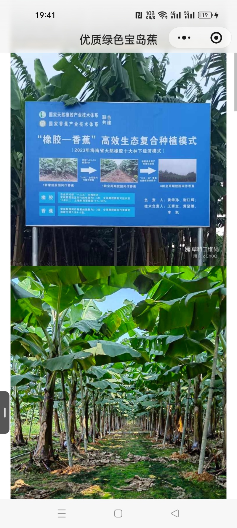 香蕉