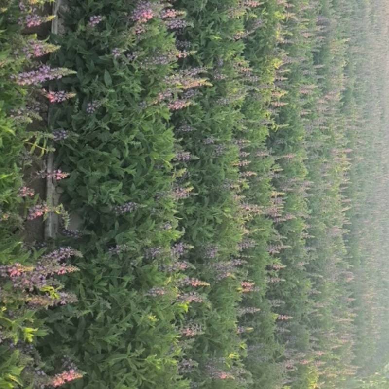 螺丝菜9月份上市（预售）