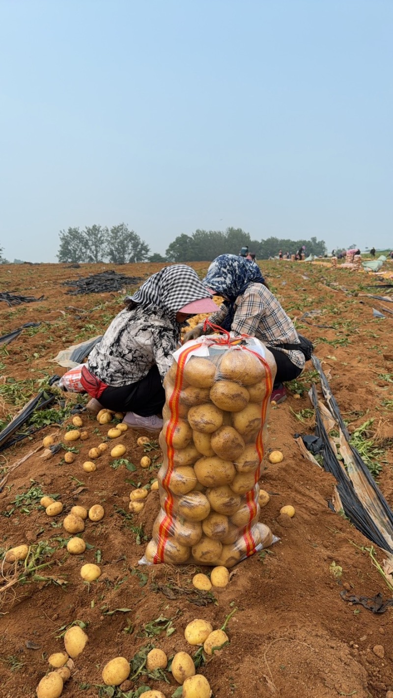 【精选】超九土豆沃土土豆现挖现发保质保量对接全国