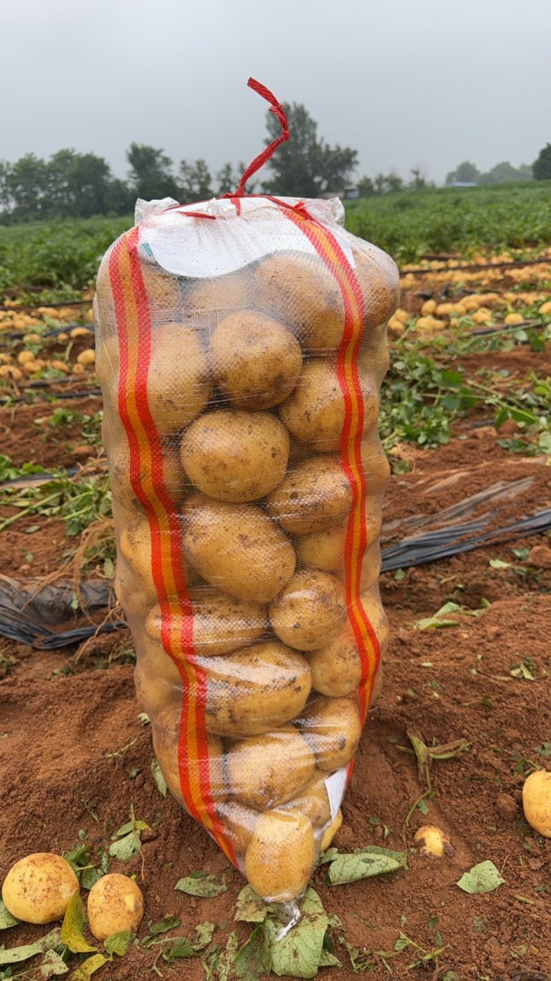 【精选】超九土豆沃土土豆现挖现发保质保量对接全国