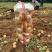 【实力】超九土豆沃土5号土豆品种齐全产地直发