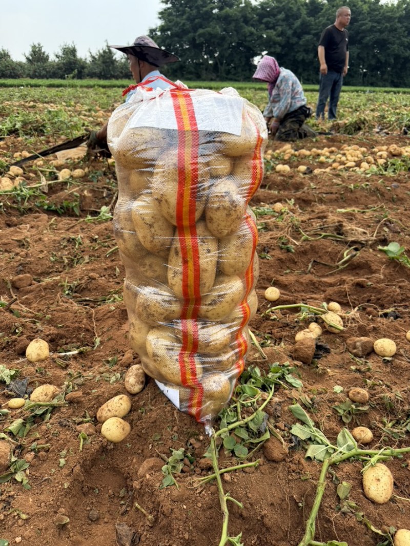 【实力】超九土豆沃土5号土豆品种齐全产地直发