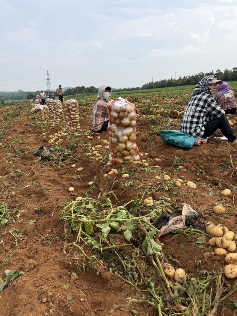【实力】超九土豆沃土5号土豆品种齐全产地直发