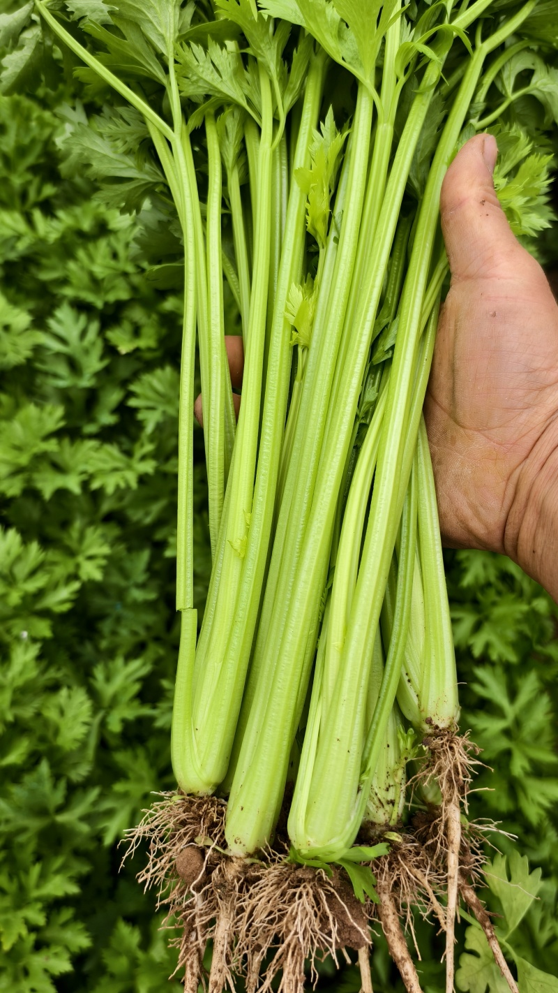 芹菜一捆十斤，杆长约45公分
