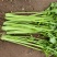 芹菜一捆十斤，杆长约45公分