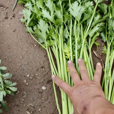 芹菜一捆十斤，杆长约45公分