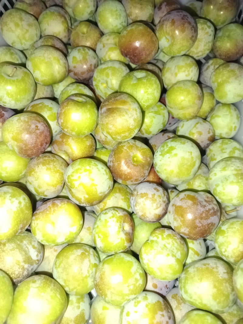精品四川半边红李子