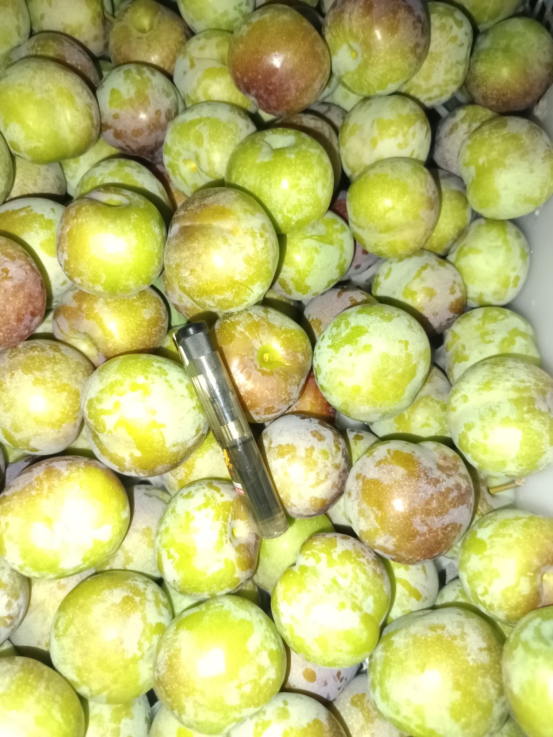 精品四川半边红李子
