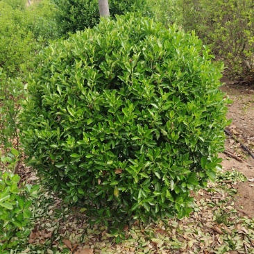 大叶黄杨球，苗圃直发，诚信经营，可视频看货，量大从优