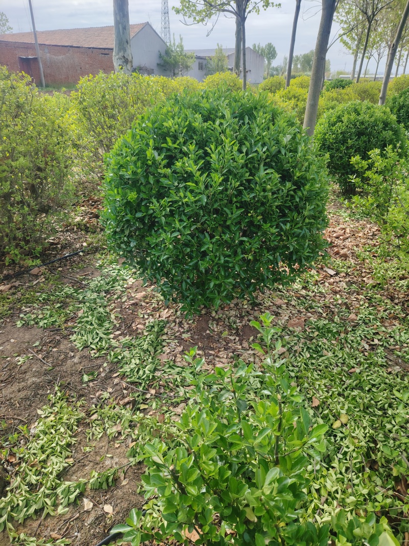 大叶黄杨球，苗圃直发，诚信经营，可视频看货，量大从优