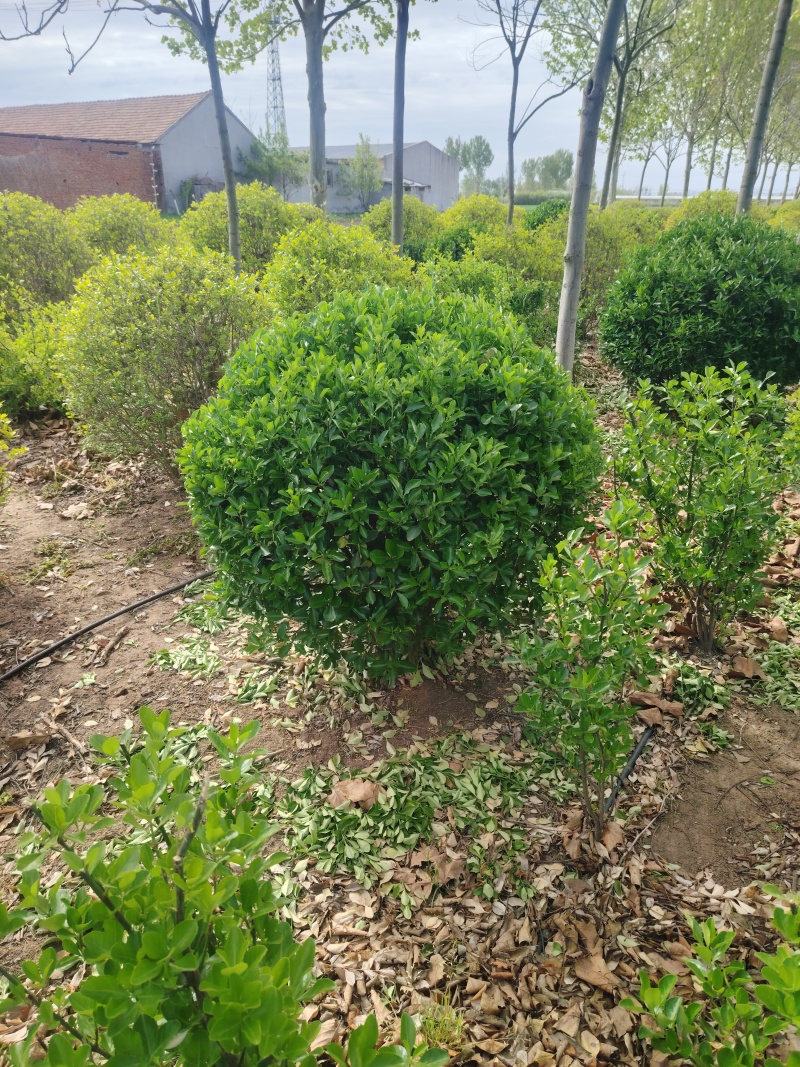 大叶黄杨球，苗圃直发，诚信经营，可视频看货，量大从优