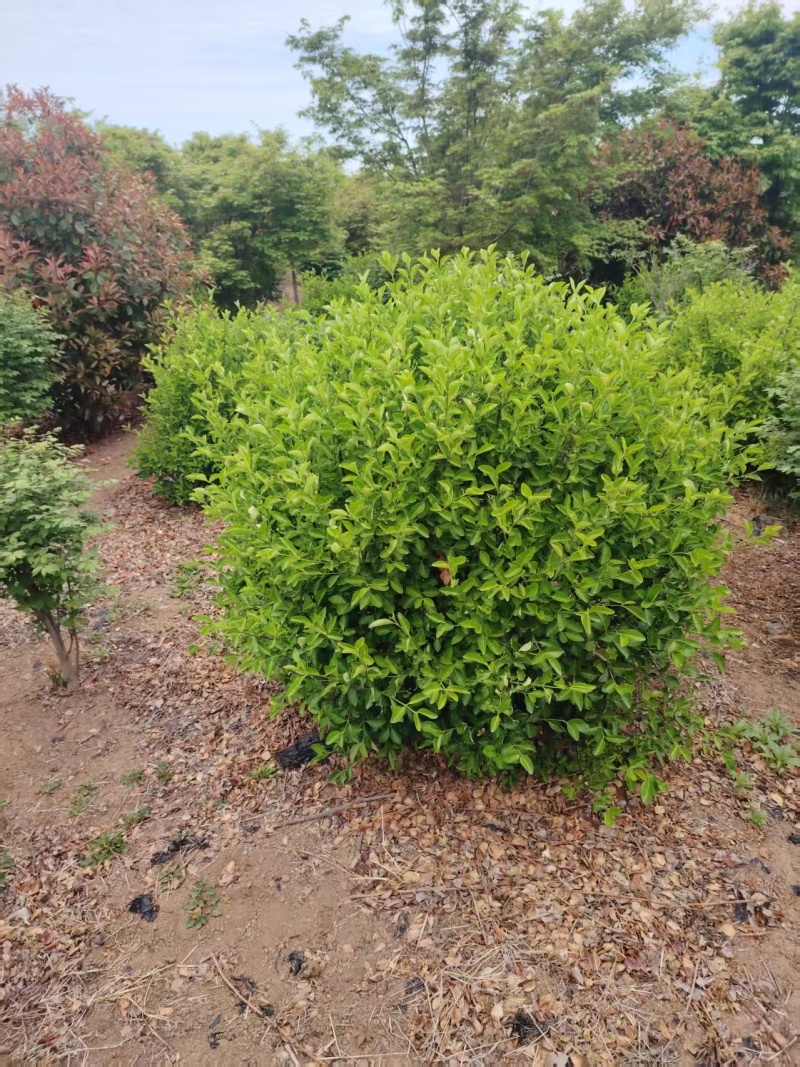 胶东卫矛球，基地货源，价格便宜冠幅100—120