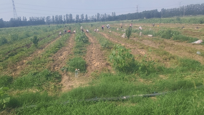 2-3量小土豆