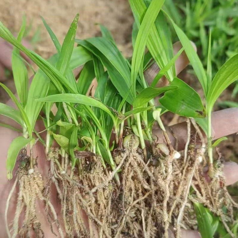 白芨三叉紫花白芨1一3年驯化苗基地批发