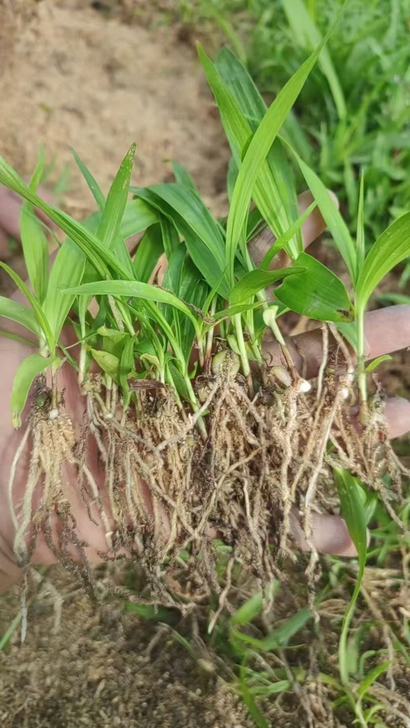 白芨三叉紫花白芨1一3年驯化苗基地批发