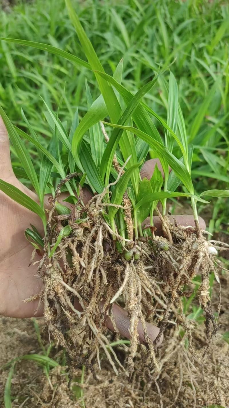 白芨三叉紫花白芨1一3年驯化苗基地批发